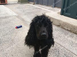 Cocker spaniel