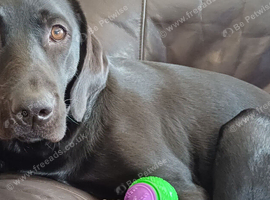 1 year old KC Female Black Labrador