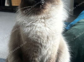 Mink Ragdoll