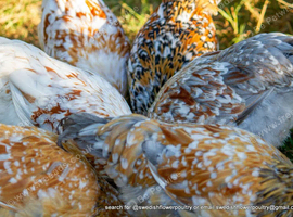SWEDISH FLOWER HEN - VARIOUS PULLETS - RARE LANDRACE BREED