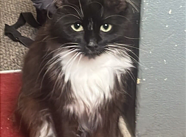 Tuxedo cat