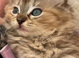 Tica reg cherubim ragdoll female. Ready now