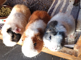 5 6month old female guinea pigs