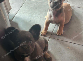 Frenchy puppies
