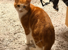 Male cats needing loving home
