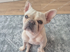 Platinum French bulldog Bella
