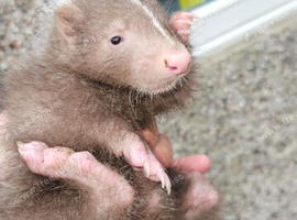 9 week old chocolate male skunk for sale