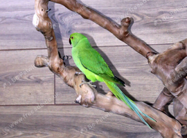 Baby Green Ring necks,31