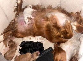 Beautiful cocker spaniel puppies