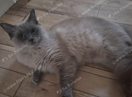 Female Ragdoll