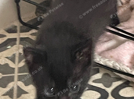 1 kitten left to leave