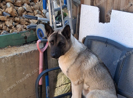 Female American Akita