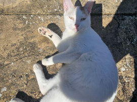 Female cat for sale