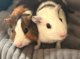Still available 2 male guinea pigs