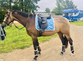 Eye catch 3yr old mare
