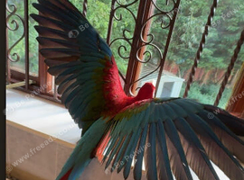 Greenwing macaw baby&rsquo;s - Ready now -