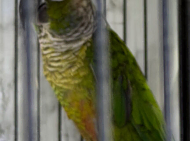 Baby conure Glasgow
