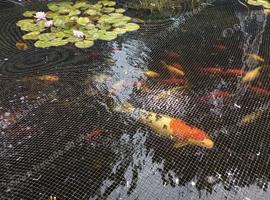 Fantale, gold fish and kio