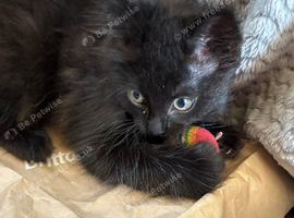 Rag doll / mancoon kittens