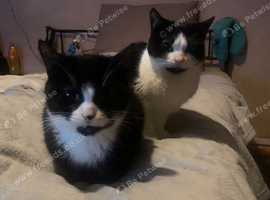 Black/white white/black kittens
