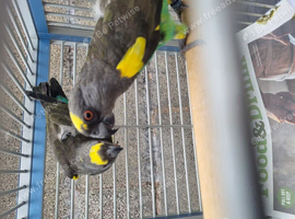 Stunning meyers breeding pair