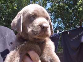 Silver Labrador pups