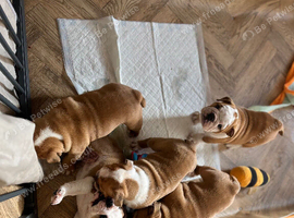 KC registered British bulldog red and white puppies
