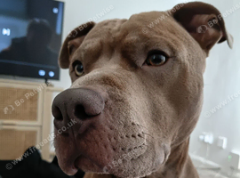 Ginger and white staffordshire bull terrier call tyson