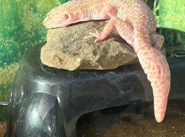 Albino/blizzard morph leopard gecko