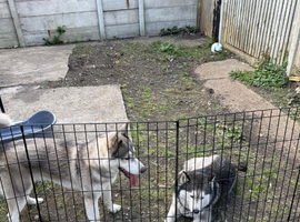 Beautiful Siberian Huskies for Sale &ndash; Well Trained, Friendly & Fully Documented