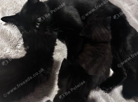 3 kittens ready to leave now