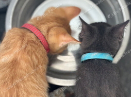 Kittens for sale