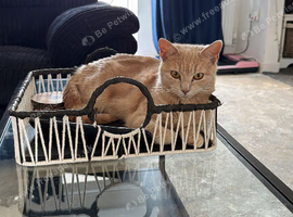 3 year old Cookie is looking for a new home