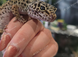 Adult female leopard gecko