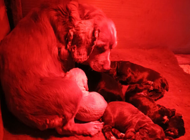Working cocker spaniel puppy's.