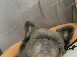 Fluffy frenchie