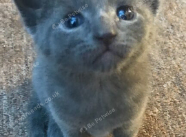 Three female beautiful kittens