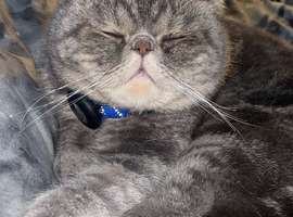 2yr old exotic Persian