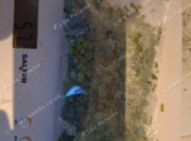 Duckweed 50g bag