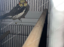 Semi tame cockatiel female