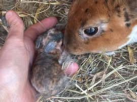 Rex rabbit mini