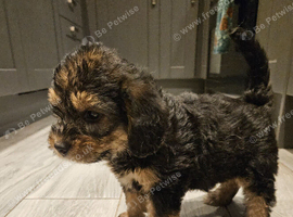Poogle pups for sale (Beagle x poodle)