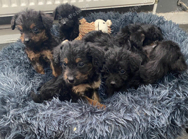 Lakeland cross poodle