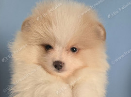 CHIAO LI YA lineage pomeranian puppies