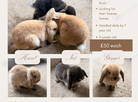 Mini lop babies for sale