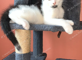 Kittens