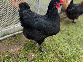 Various breeds of chickens