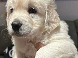 Labrador Retriever Puppies &ndash; 2 Boys & 3 Girls &ndash; Ready 12th March 2026