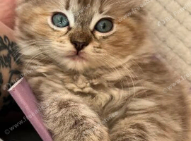 Ragdoll kitten. Female seal sepia torbie. Tica reg