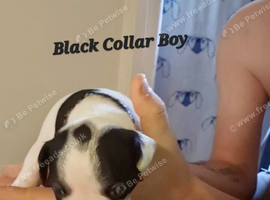 Frenchie puppies for sale